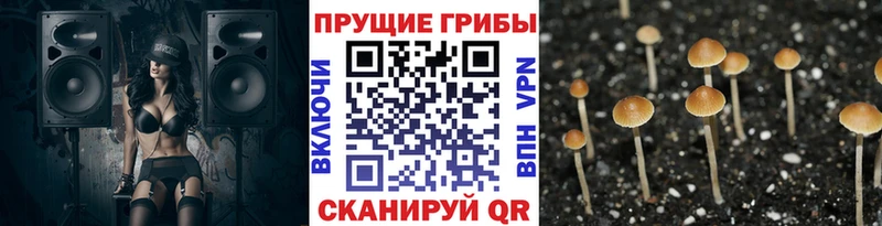 Галлюциногенные грибы прущие грибы  Купить  Пугачёв 
